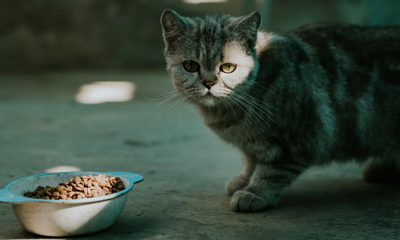 Cat approaching a bowl of dry food indoors