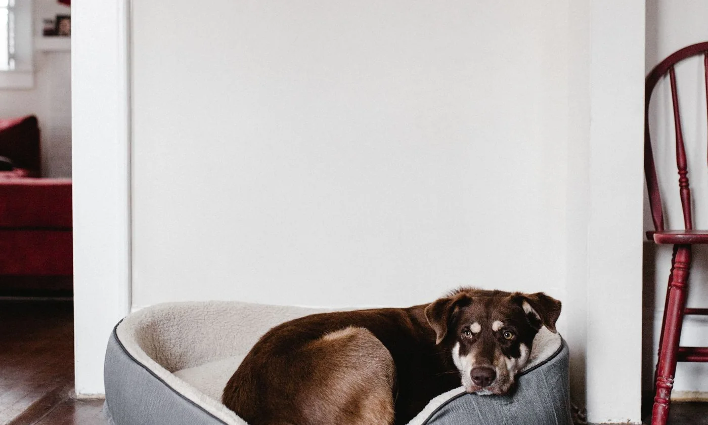 Brown dog resting in a padded pet bed on a hardwood floor