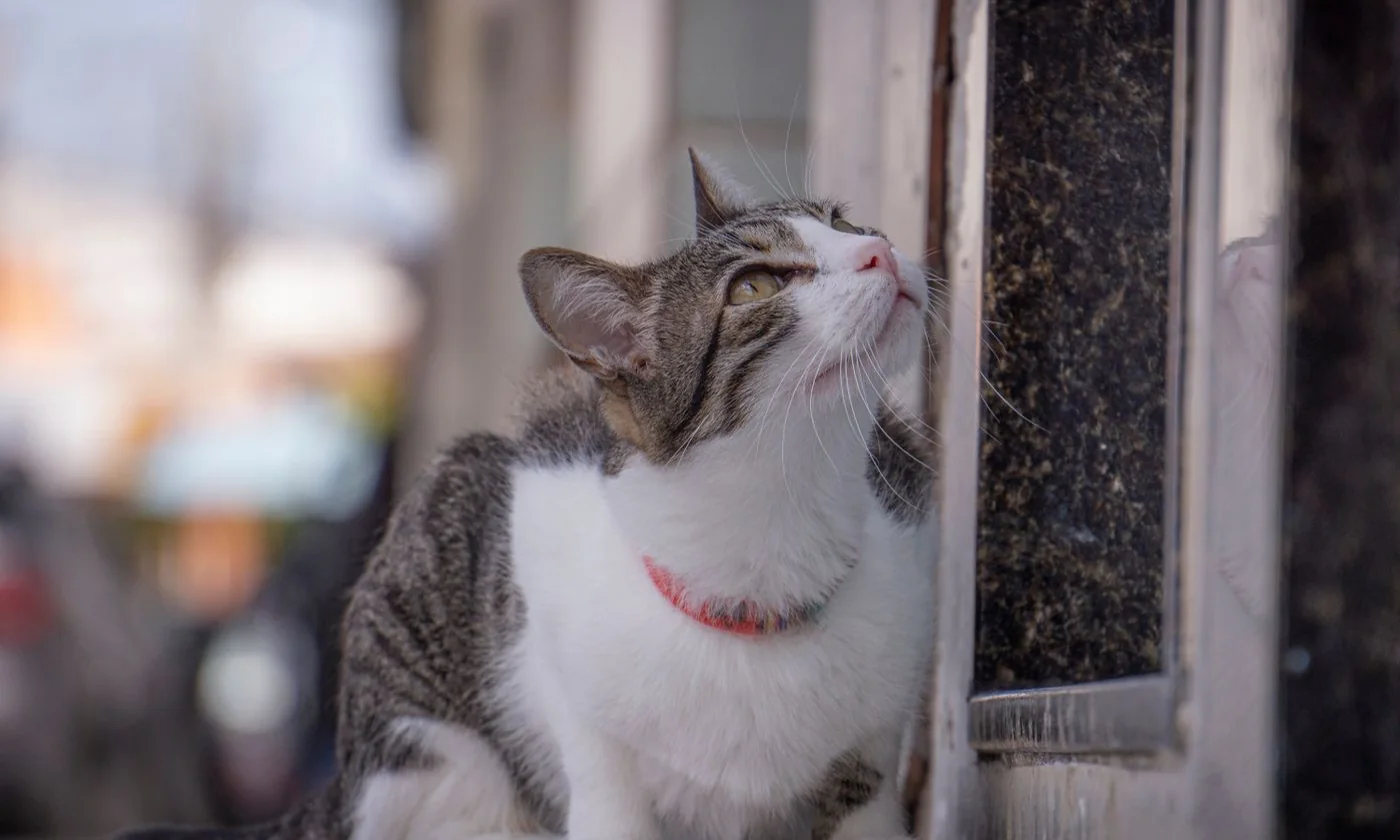 Gray and white cat with a red collar beside an indoor window